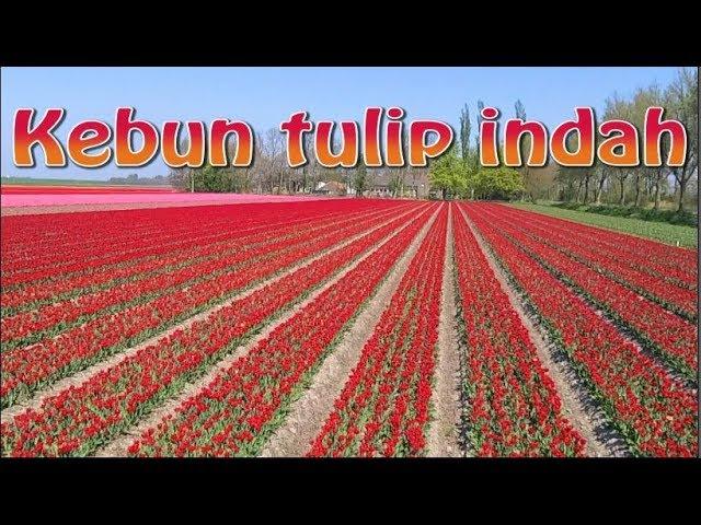 Test drone di kebun tulip yg sangat indah di Belanda