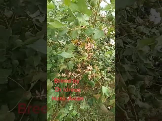 A cotton stuff by Dr Idrees Ahmed Nasir Awan