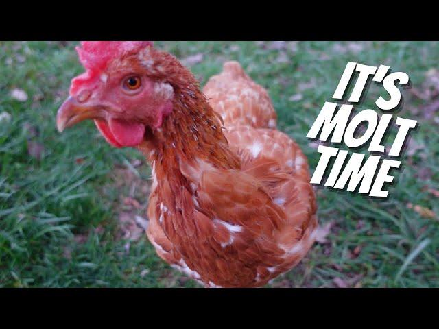 Get Your Chickens THROUGH MOLT | Adding EXTRA Protein To Your Chickens Diet | Backyard Chickens 101