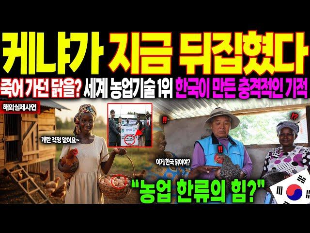[해외감동사연]”케냐가 지금 뒤집혔다” 세계 농업기술 1위 한국이 아프리카에 죽어가던 닭을 살리자 전 세계가 경악한 이유