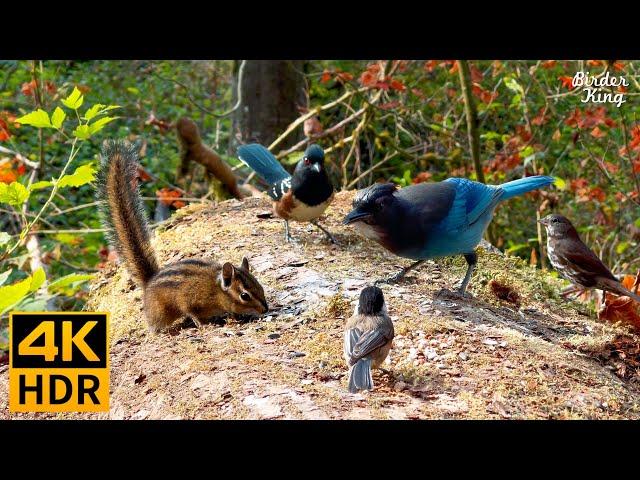 Cat TV for Cats to Watch  Autumn Birds, Chipmunks, and Squirrels ️ 8 Hours(4K HDR)
