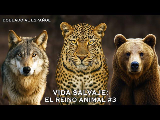 Documental Animales Salvaje | VIDA SALVAJE: EL REINO ANIMAL - EPISODIO 3