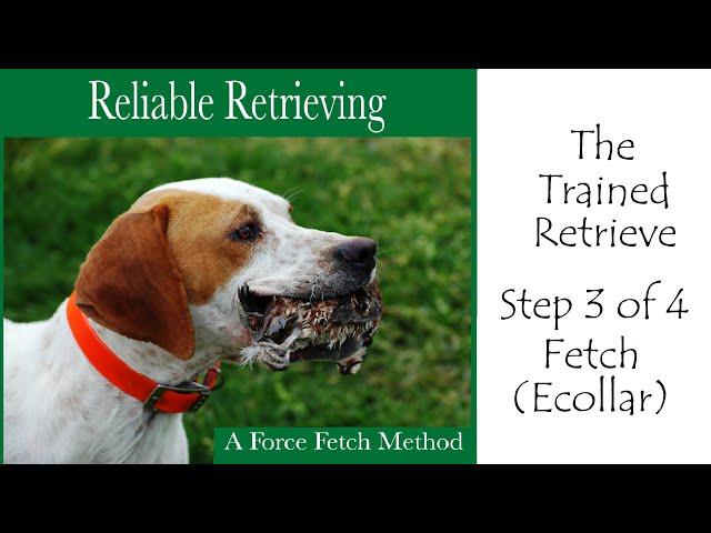 The Trained Retrieve, Reliable Retrieving DVD, Force Fetch Method Step 3of4 Fetch (ecollar)