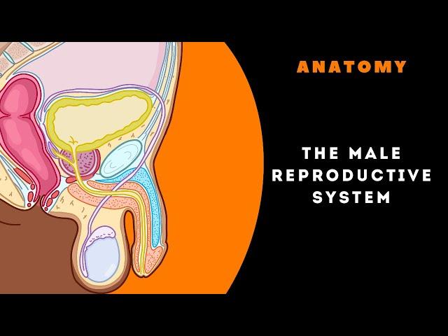 Everything You Wanted to Know About ANATOMY OF THE MALE REPRODUCTIVE SYSTEM