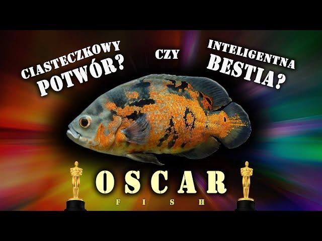 Pielęgnica pawiooka / OSCAR - ciasteczkowy potwór w akwarium.