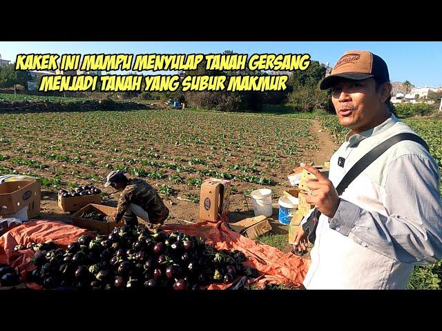 DITANGAN PETANI INILAH TANAH GERSANG DI SULAP MENJADI TANAH YG SUBUR @AlmanMulyana1983