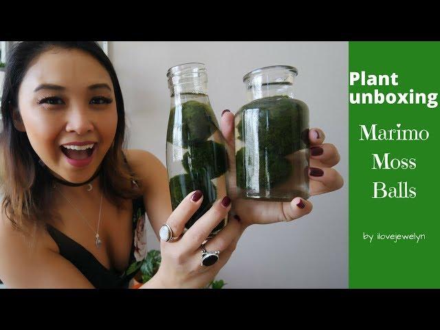 Plant Unboxing: Marimo Moss Balls | ILOVEJEWELYN