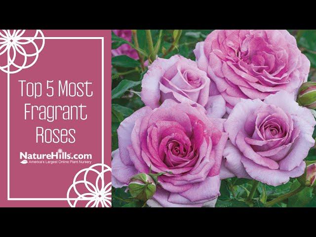 Top 5 Most Fragrant Roses | NatureHills.com