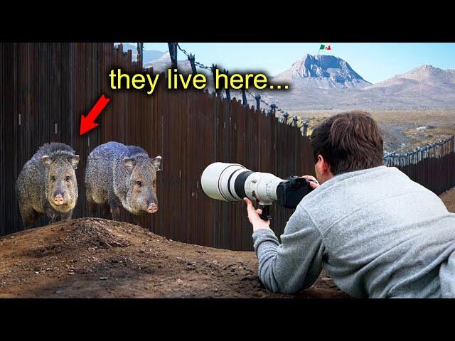 I Photographed Wildlife on the US-Mexico Border (BIG BEND, TX)