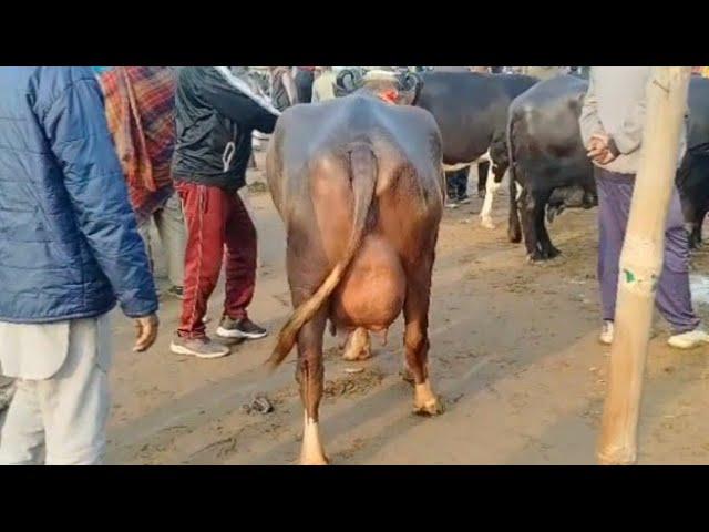 #date (23-12-24) ਪਸ਼ੂ ਮੰਡੀ ਜਗਰਾਉਂ pashu Mandi Jagraon ਮਹੀਂ ਕਰਕੇ ਰਹਿਆਂ ਮੰਦਾ ਹਾਲ