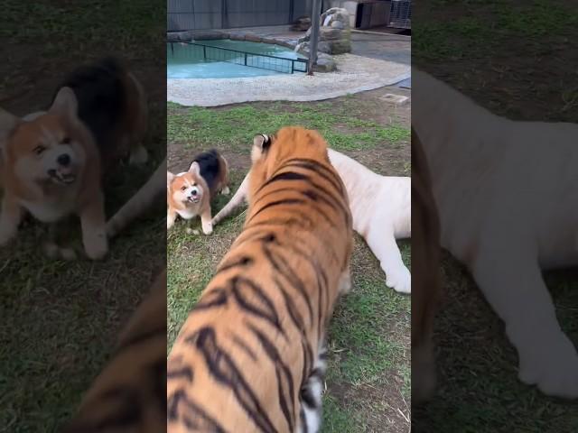 Brave Dog save Snowy from Kenzo  #tiger #babycats #tigercat #babytigers #tigerfight #zoo #kenzo