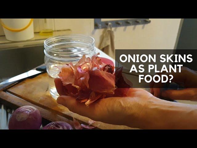 DOES ONION SKINS FERTILISER REALLY WORK? I watered my plants with it for 7 days to find out