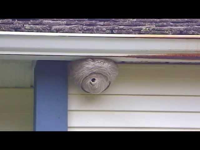 How to terminate hornets using cold water in under 5 minutes!