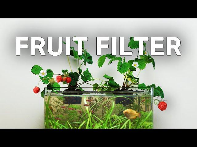 Making a Strawberry-Powered Aquarium (With No Filter)