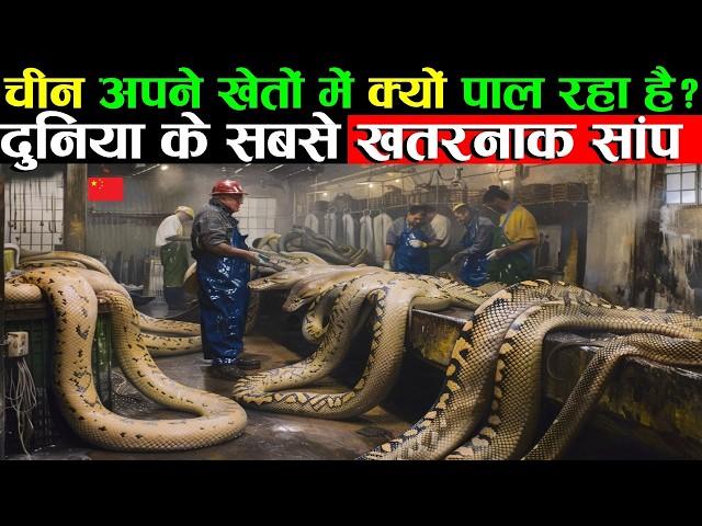 चीन क्यों पाल रहा है इतने बड़े साँप || Exploring the Mysterious Snakes Farming Village in China