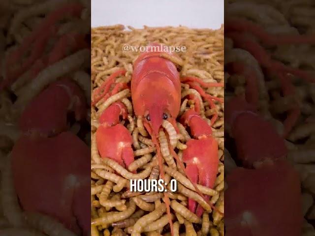 10 000 Mealworms vs. CRAYFISH