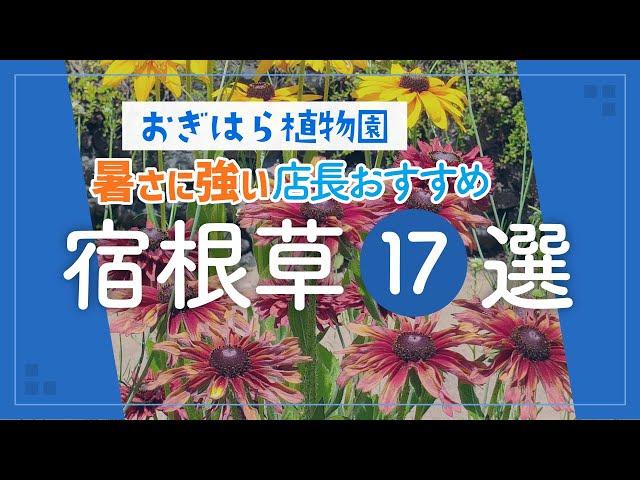 【おぎはら植物園のプロ直伝】暑さの中で凛と咲く！オススメ最強宿根草17選を紹介！夏のガーデニング あしかがフラワーパーク【栃木県足利市】Gardening Natural Garden