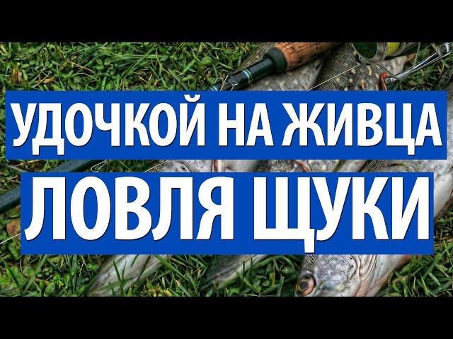 ЛОВЛЯ ЩУКИ НА ЖИВЦА ПОПЛАВОЧНОЙ УДОЧКОЙ