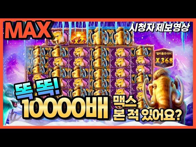 [슬롯 맥스] 맘모스 골드 메가웨이즈 대박 1만배 MAX 돈 버는 법 시청자 제보 영상 프라그마틱 온라인슬롯