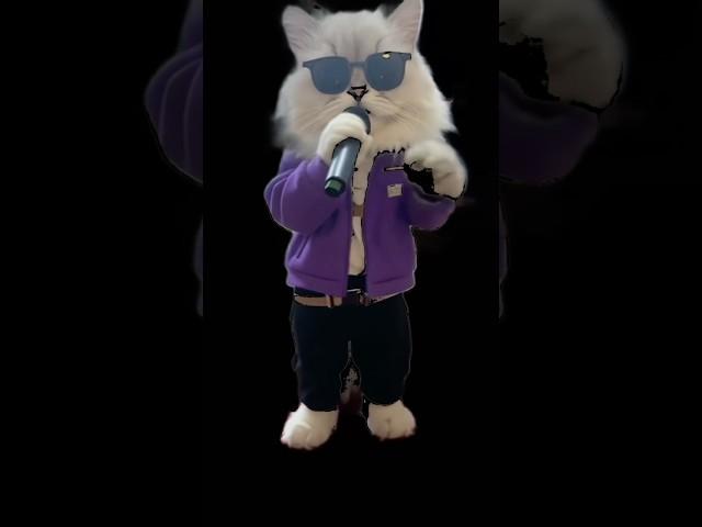 #Persian cat #Dai-chan #Becoming a singer