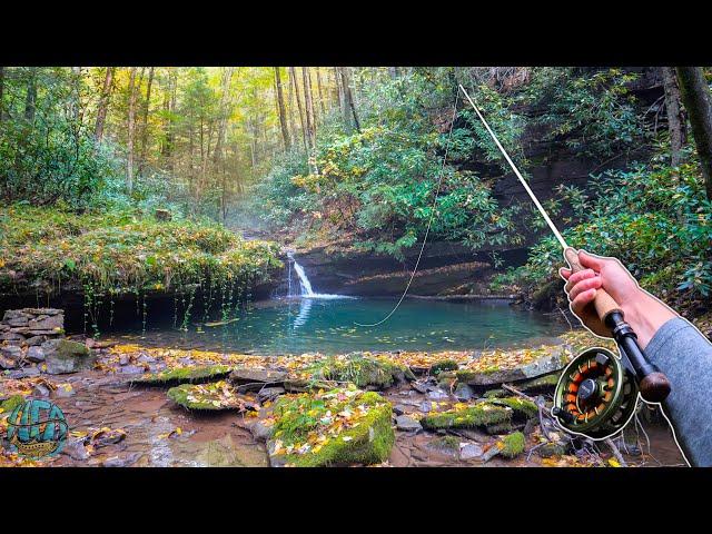 Fall Fly Fishing Awesome Creeks for Wild Trout! (brook trout and rainbow trout)