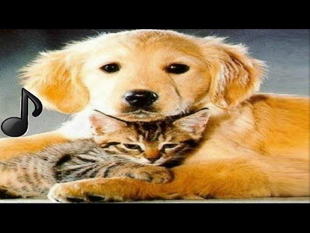 Música para Relaxar cães, gatos, Animais de estimação, cachorros dormir Pte#1 #BRMúsica