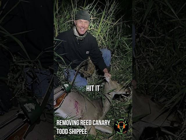 Getting Rid of Reed Canary! #habitatmanagement #archery #deer #deerhunting #habitat #archeryhunting