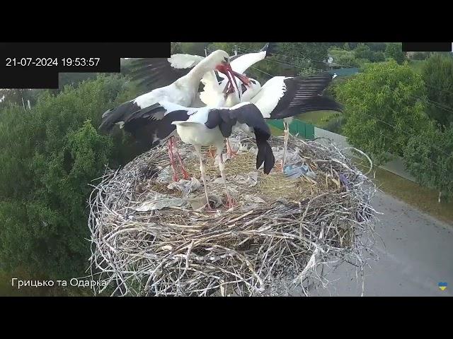 ВЕЧЕРЯ. ЛЕЛЕКА БІЛИЙ. ПИРЯТИНСЬКИЙ. УКРАЇНА 21-7-24-CHICKS. WHITE STORK. PYRYATINSKY. UKRAIN