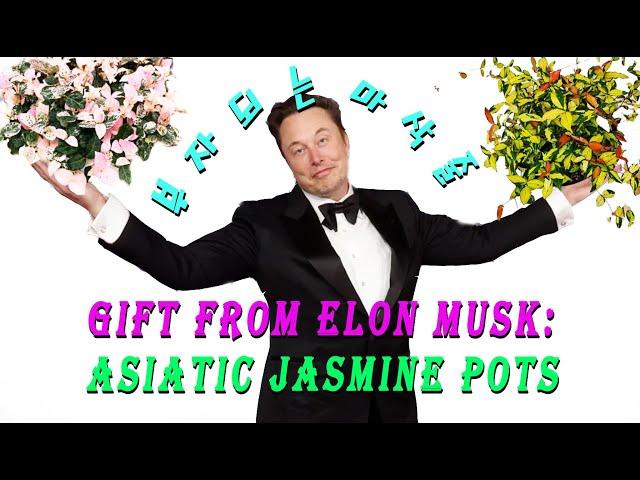 [U.S. Stock] Gift from Elon Musk: The Asiatic Jasmine Pots