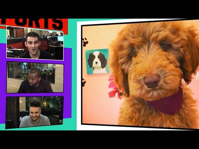 Steph Curry Drops $3,800 On Adorable New Puppy | TMZ Sports