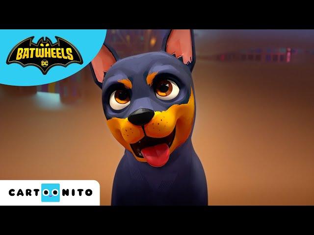 Meet Batman's Puppy | Batwheels | @cartoonito  | Kids Videos | Cartoons for Kids