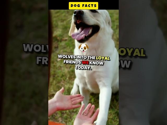 Dog Facts #shorts