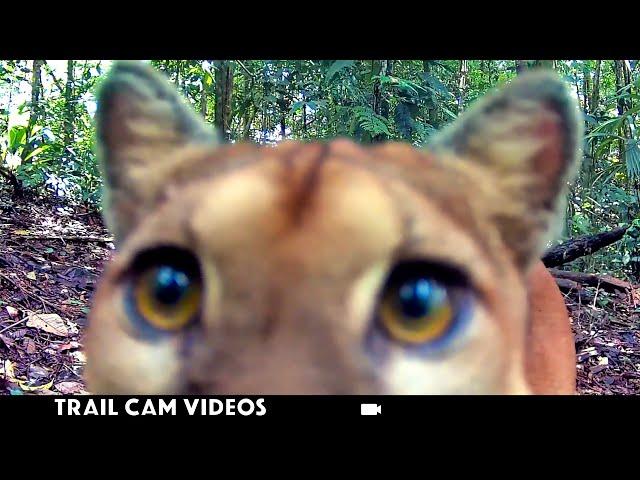 Curious Wildlife on Trail Cam! (3 Minute Close-Ups)