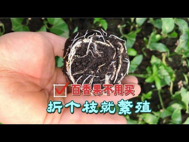 百香果不用買，隨便剪個枝，教你萬能扦插法一棵變十棵