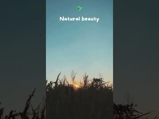 Natural Beauty 