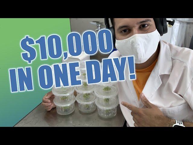 How to Make $10,000 Worth of Plants in ONE DAY With Plant Tissue Culture!