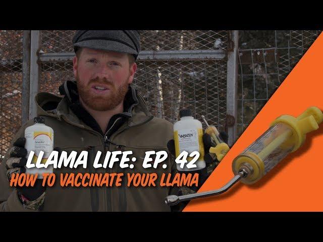 How to Vaccinate Your Llama - Ep.42 - Llama Life