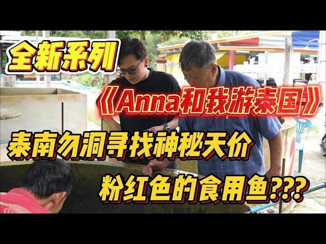 全新系列《Anna和我游泰国》第一集！泰南勿洞寻找神秘天价粉红色的食用鱼？？