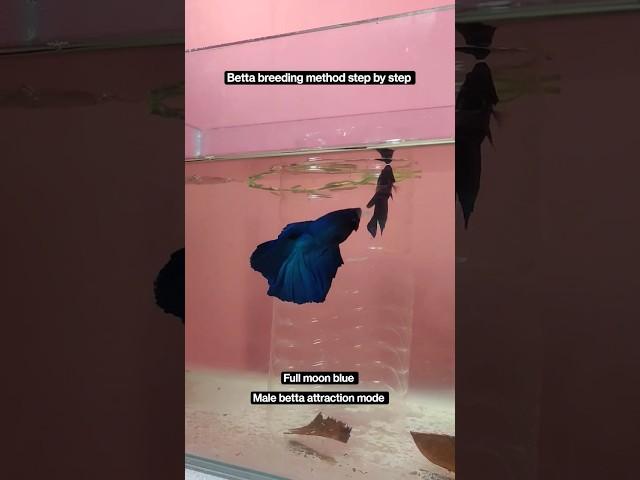 betta breeding method step by step ( full moon blue ) Part -1 #bettafish #fullmoonbetta