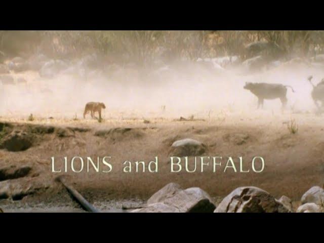 Intimate Enemies: Lions and Buffalo (2000)