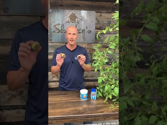 Easy Way to Prevent Blossom End Rot in Your Tomatoes