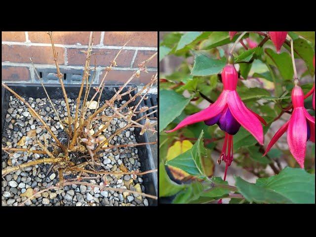 How to care for hardy fuchsia plants - container flower gardening