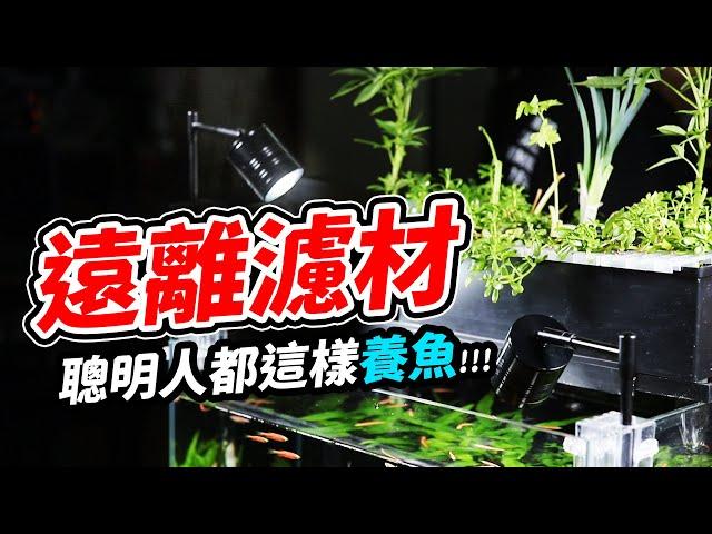 用天然省錢的方法，上部過濾效果加強2倍！At my Room! Fish Filter → Indoor Vegetables Farm Without Soil & Sun. 魚菜共生 DIY