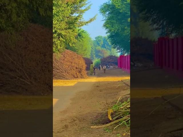 پنجاب دی ثقافت