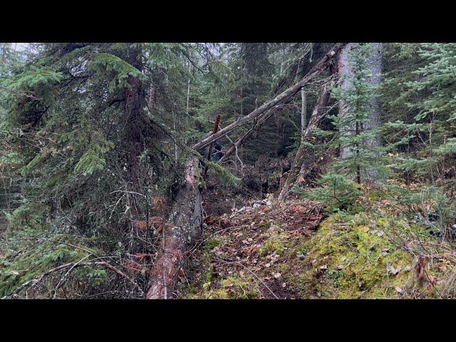 Hunters Capture More Clear Footage Of A large Mountain Bigfoot Near Camp