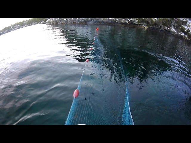 Trying for herring with fishing net in Norway