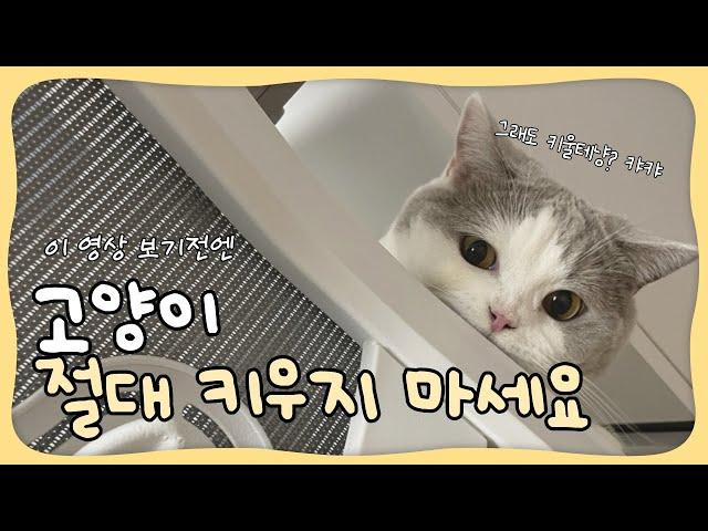 [EP.1] 이 영상 보기전에는 고양이 절대 입양하지 마세요!(고양이 단점 10가지)