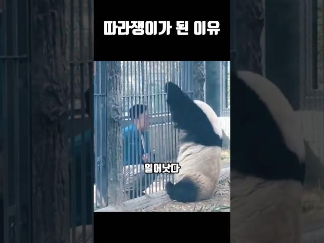 판다가 따라쟁이가 된 이유