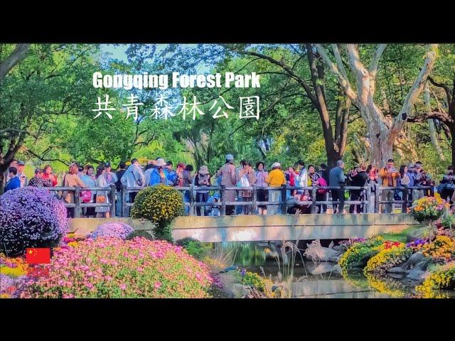 Chrysanthemum Exhibition in Gongqing Forest Park, Shanghai I 4K