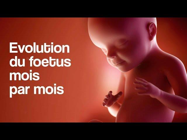 GROSSESSE - L’évolution du foetus mois par mois